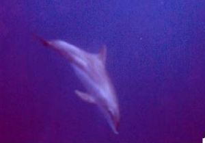dolphin3  MMII   YS60   red sea by Hilal Uysal 
